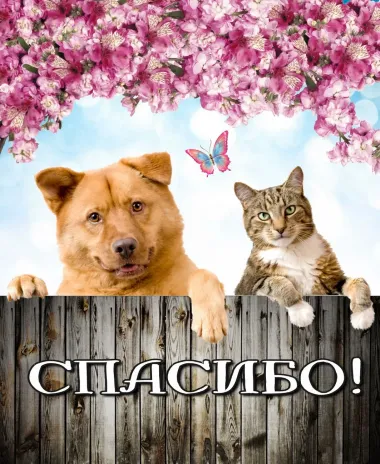 Открытка с пожеланиями Спасибо