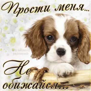 Открытка с пожеланиями Прости меня