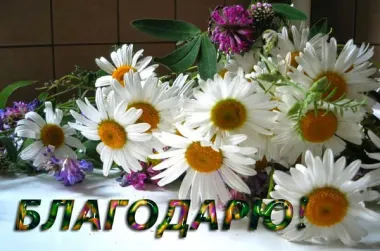 Открытка с пожеланиями Поздравление, красивое пожелание Открытка с ромашками стильно, прикольно, коротко, своими словами