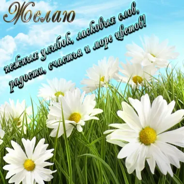 Открытка с пожеланиями Поздравление, красивое пожелание Картинка с ромашками стильно, прикольно, коротко, своими словами