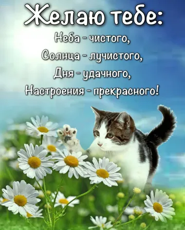 Открытка с пожеланиями Поздравление, красивое пожелание Котенок в стильно, прикольно, коротко, своими словами