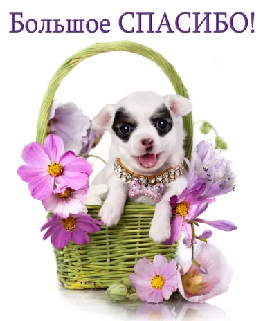 Открытка с пожеланиями Спасибо