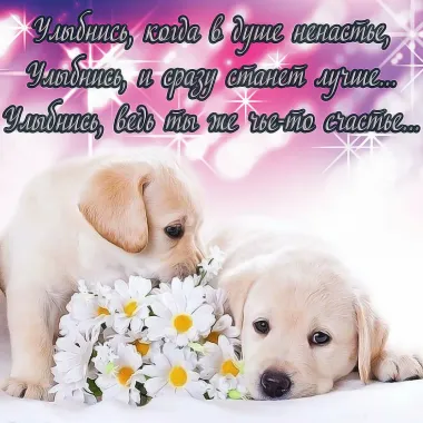 Открытка с пожеланиями Поздравление, красивое пожелание Картинка трогательная улыбайся с стильно, прикольно, коротко, своими словами