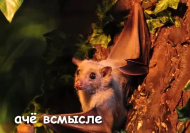 Международная ночь летучих мышей