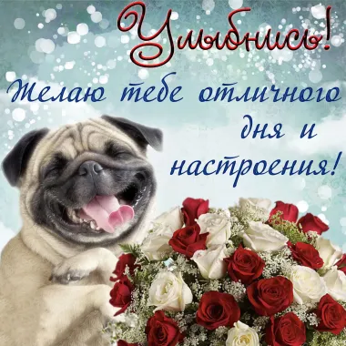Открытка с пожеланиями Поздравление, красивое пожелание Картинка потешная улыбнись и отличного стильно, прикольно, коротко, своими словами