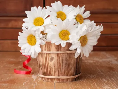 Открытка с пожеланиями Поздравление, красивое пожелание Картинка ромашки с стильно, прикольно, коротко, своими словами