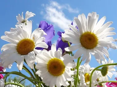 Открытка с пожеланиями Поздравление, красивое пожелание Картинки ромашки стильно, прикольно, коротко, своими словами