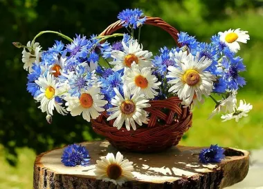 Открытка с пожеланиями Поздравление, красивое пожелание Картинка корзина ромашек стильно, прикольно, коротко, своими словами