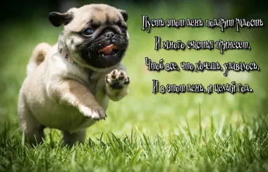 Открытка с пожеланиями Поздравление, красивое пожелание Радости стильно, прикольно, коротко, своими словами