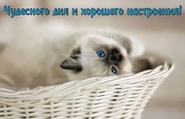 Открытка с пожеланиями Поздравление, красивое пожелание Прекрасного дня и стильно, прикольно, коротко, своими словами