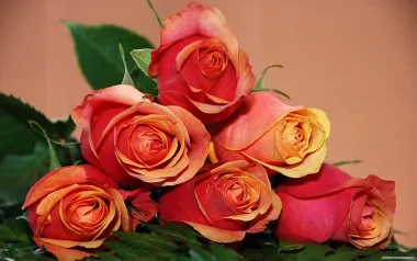 Открытка с пожеланиями Поздравление, красивое пожелание Открытка с нежными стильно, прикольно, коротко, своими словами