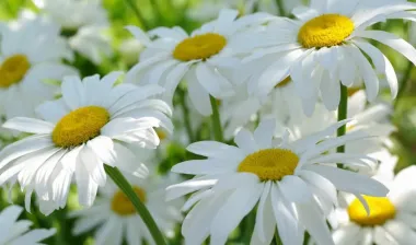 Открытка с пожеланиями Поздравление, красивое пожелание Картинка стильно, прикольно, коротко, своими словами