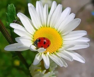 Открытка с пожеланиями Поздравление, красивое пожелание Картинка с божьей коровкой стильно, прикольно, коротко, своими словами
