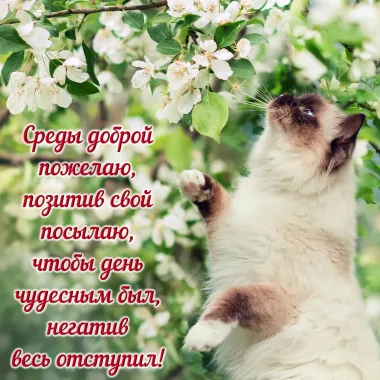 Открытка с пожеланиями Поздравление, красивое пожелание Открытка с пожеланиями стильно, прикольно, коротко, своими словами