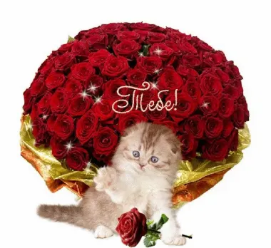 Открытка с пожеланиями Поздравление, красивое пожелание Шикарный букет роз стильно, прикольно, коротко, своими словами