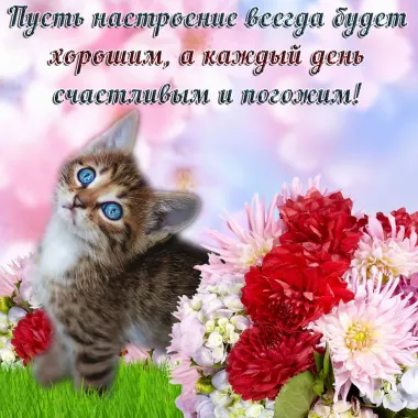 Открытка с пожеланиями Поздравление, красивое пожелание Пусть настроение стильно, прикольно, коротко, своими словами