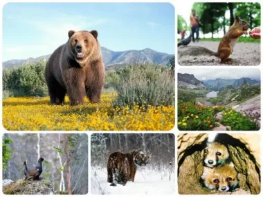 Открытка с пожеланиями Поздравление, красивое пожелание С Днем заповедников и стильно, прикольно, коротко, своими словами