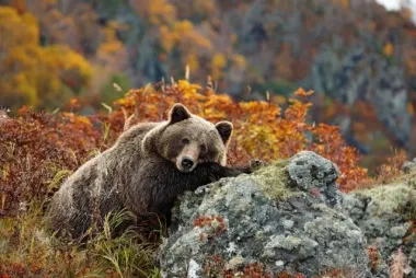Всемирный день дикой природы